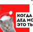 «Марафон добра» соберёт гуманитарку для кошек и собак - Выкса.РФ