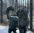 Исполняющая желания кошка поселилась в Лесопосадке 🐈 - Выкса.РФ