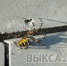 В Мотмосе заметили редкого паука-осу - Выкса.РФ