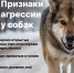 В 2025 году на улицах Выксы специалисты отловили 157 бездомных собак - Wyksa.Ru
